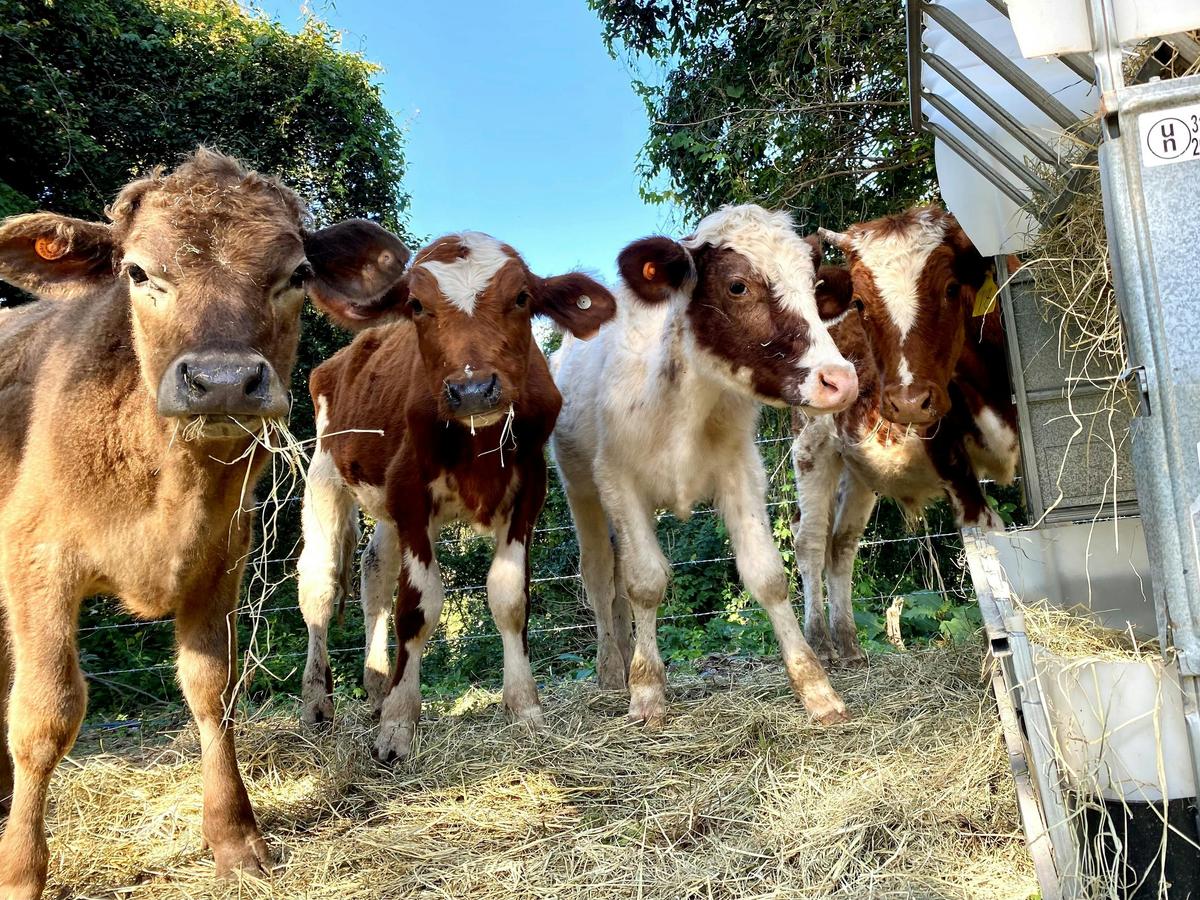 Some of the other residents at Myola; HArry, Lightning, Jimmy Recard and Vito