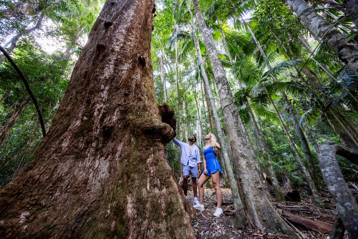 Rainforest Circuit, Mount Glorious