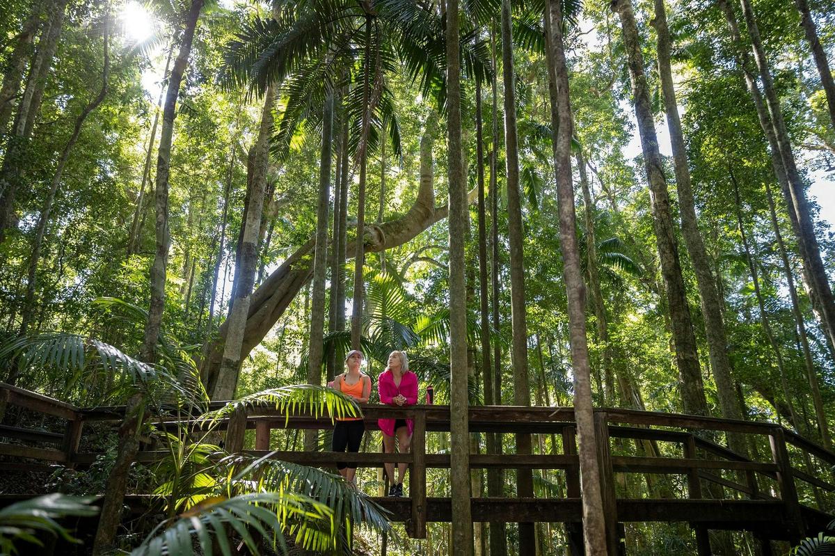 Plan a day trip and explore Greenes Falls Track in Maiala National Park