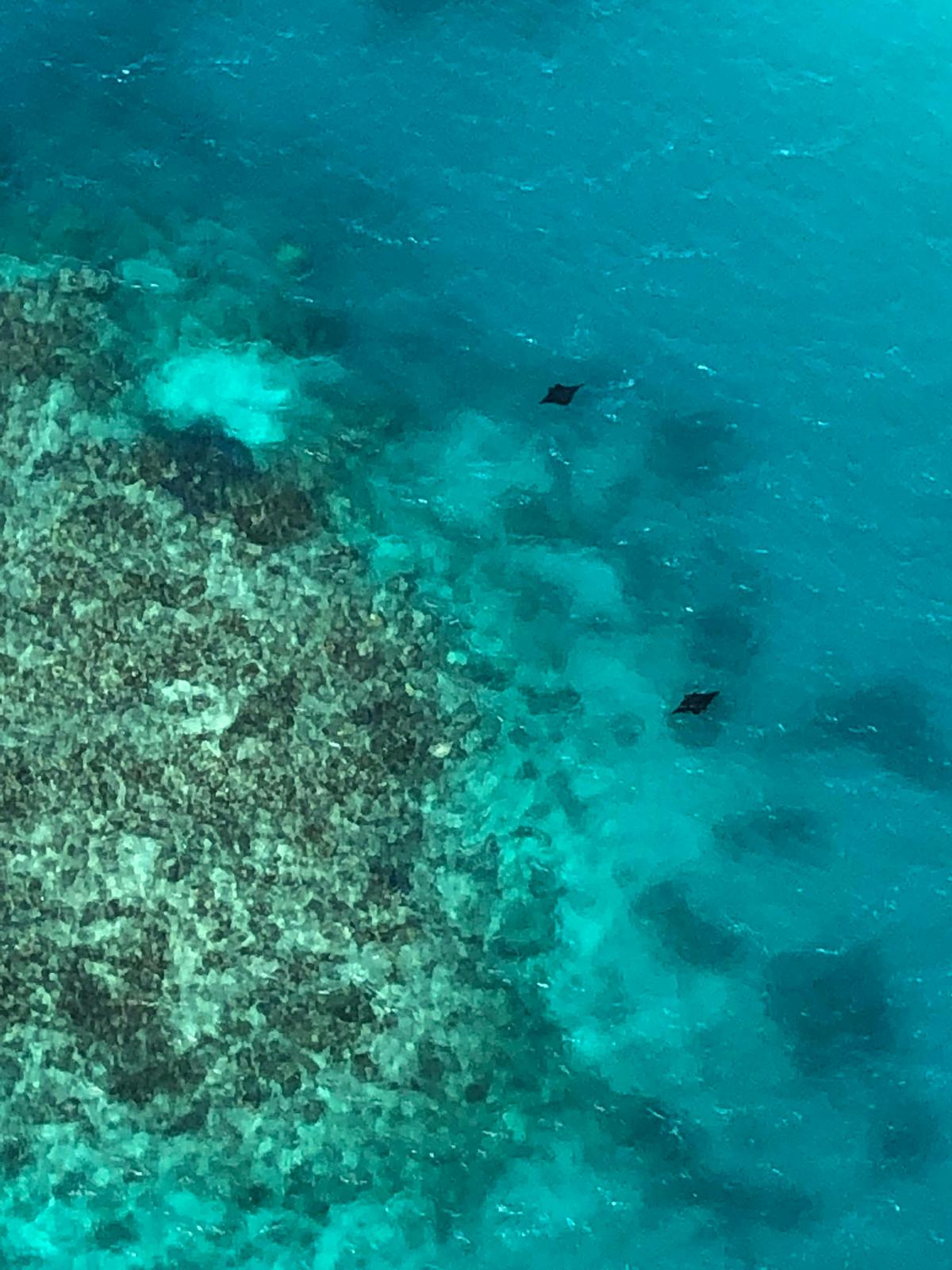 Port Douglas - 30 Minute Reef Scenic Flight