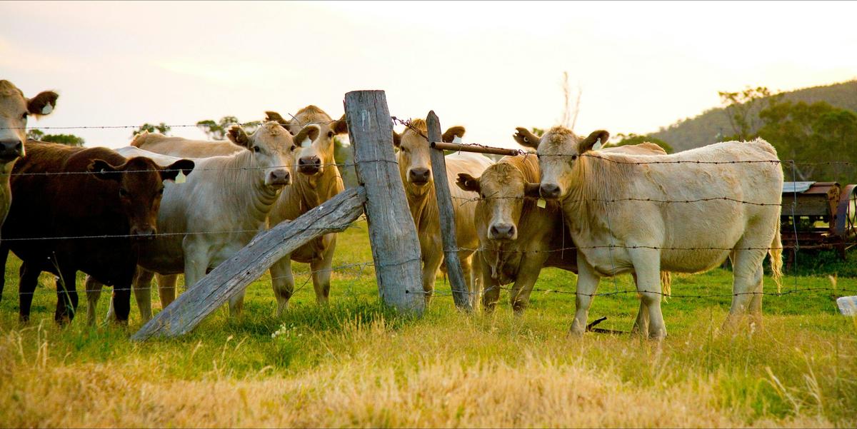 Farming, Darling Downs