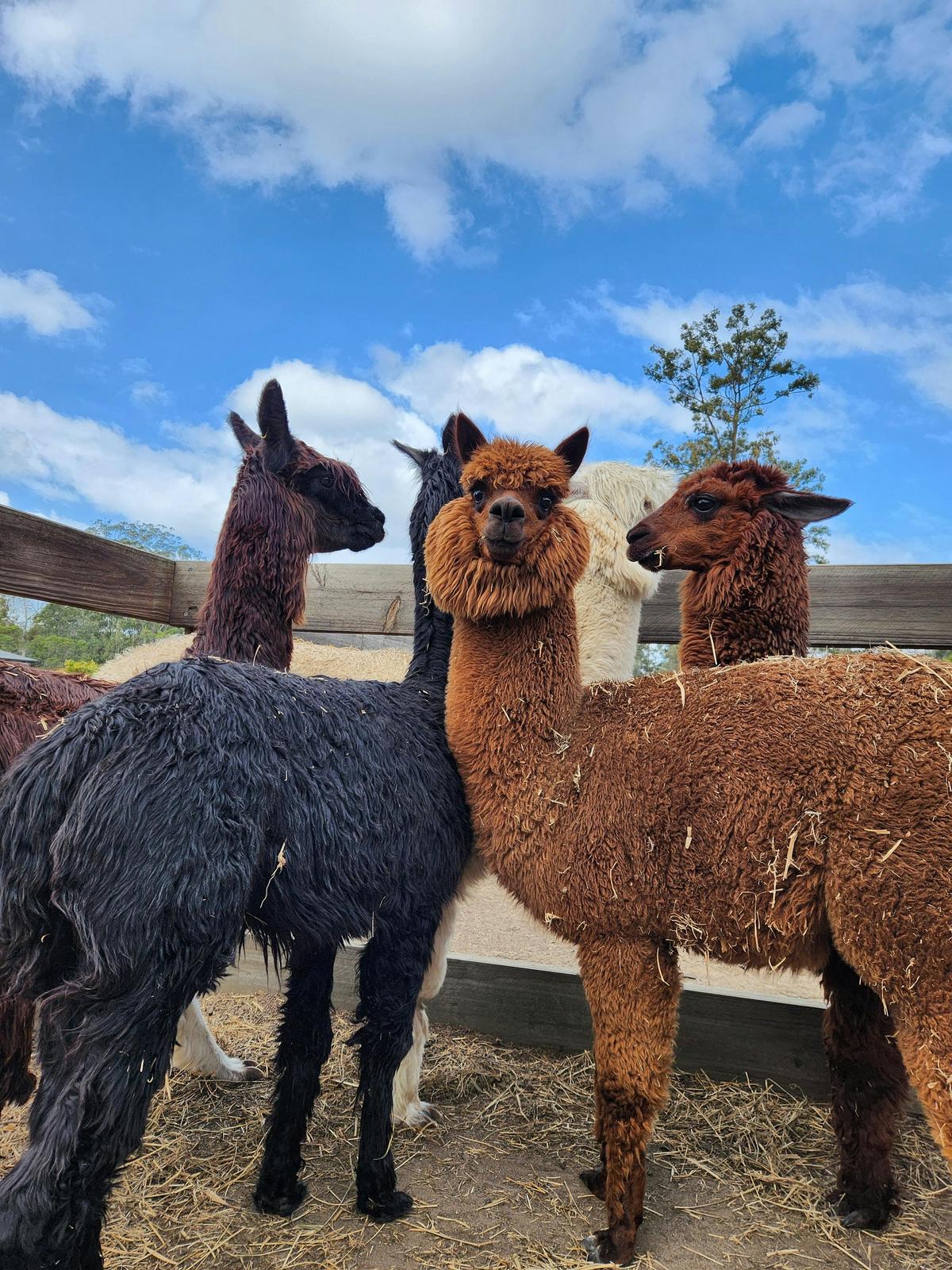 Mini Tails Private Sanctuary Tour