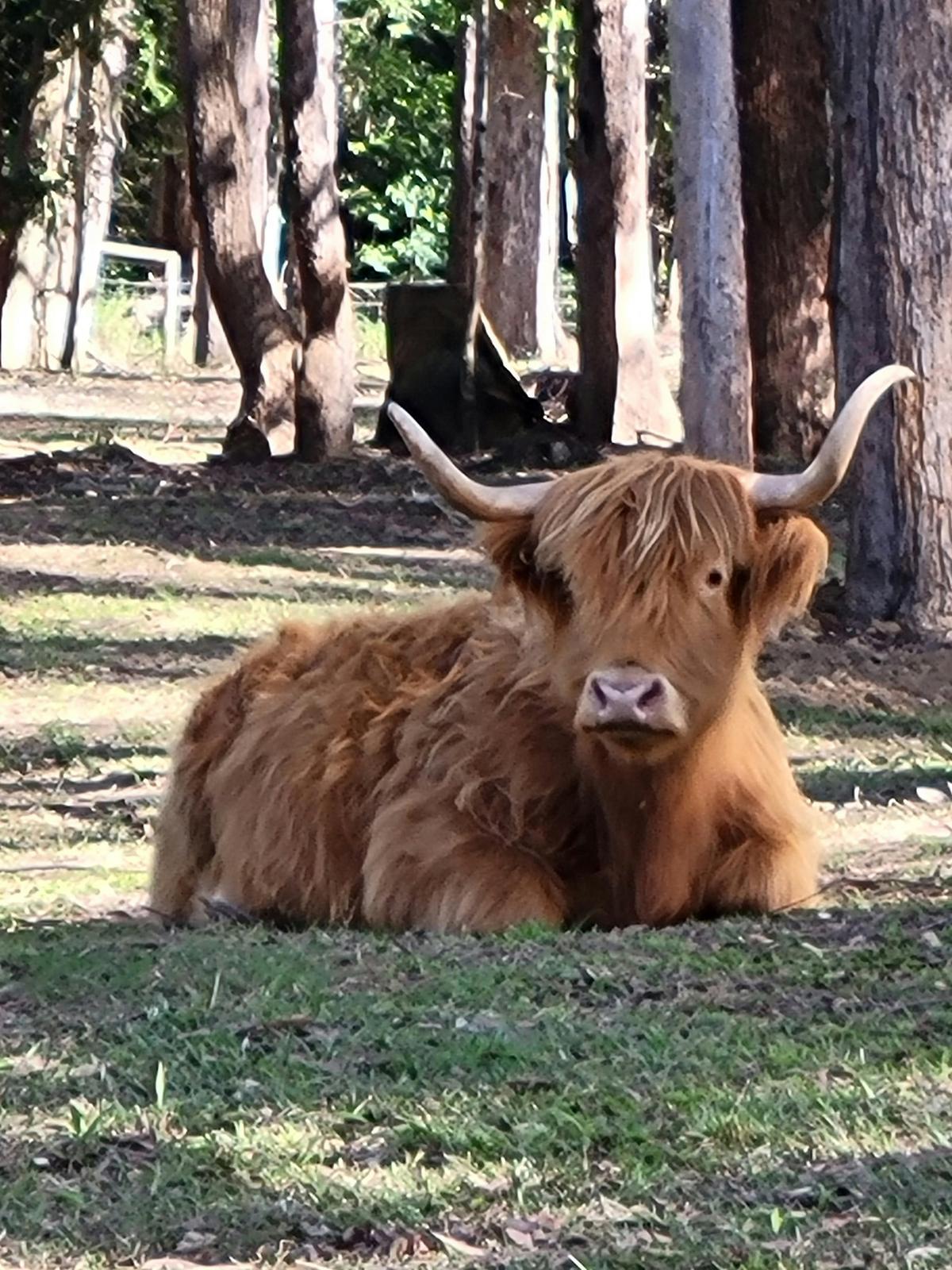 Mini Tails Private Sanctuary Tour