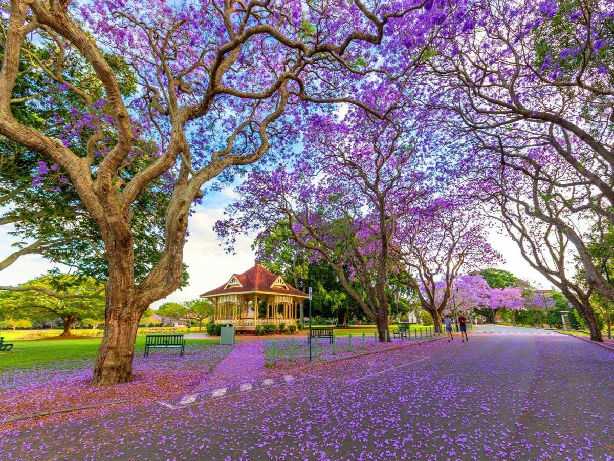 Jacarandas
