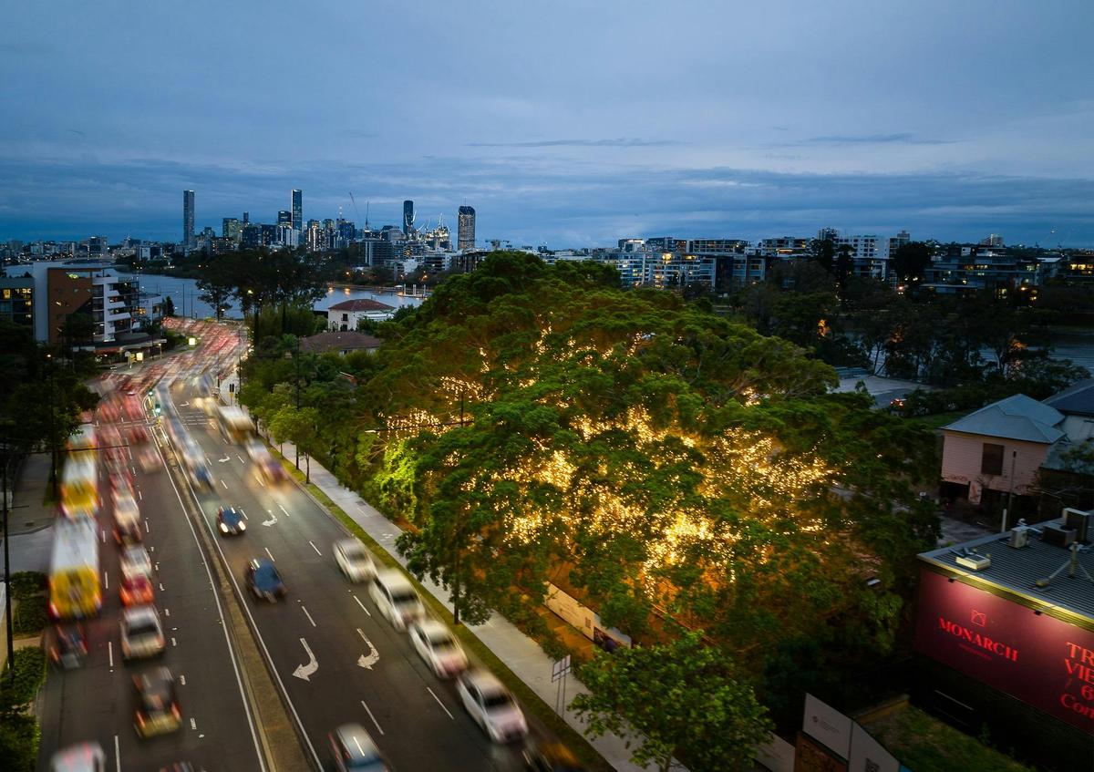 The heritage trees at 600 Coronation Drive lit up with five kilometres of fairy lights