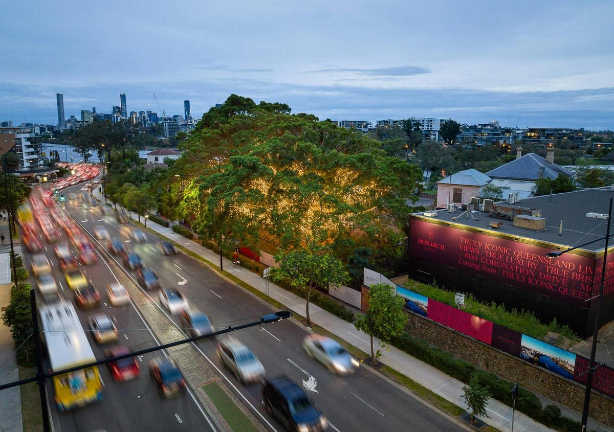 The heritage trees at 600 Coronation Drive lit up with five kilometres of fairy lights
