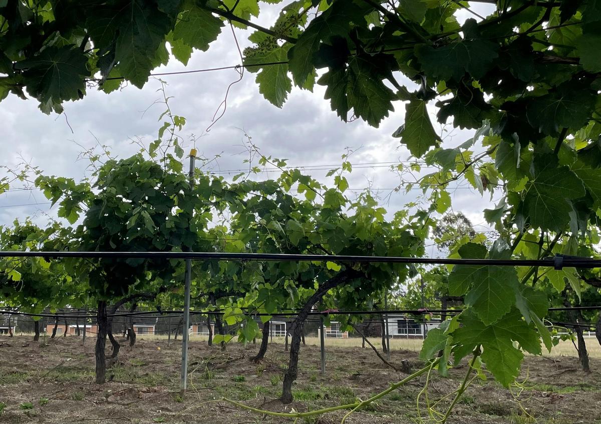 Mountview Wines unpowered Camping sites