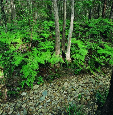 Nerang National Park and State Forest