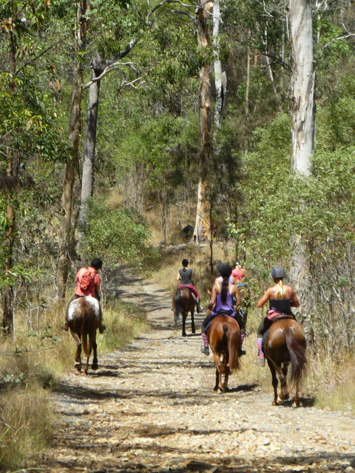 Horseriders in Nerang State Forest