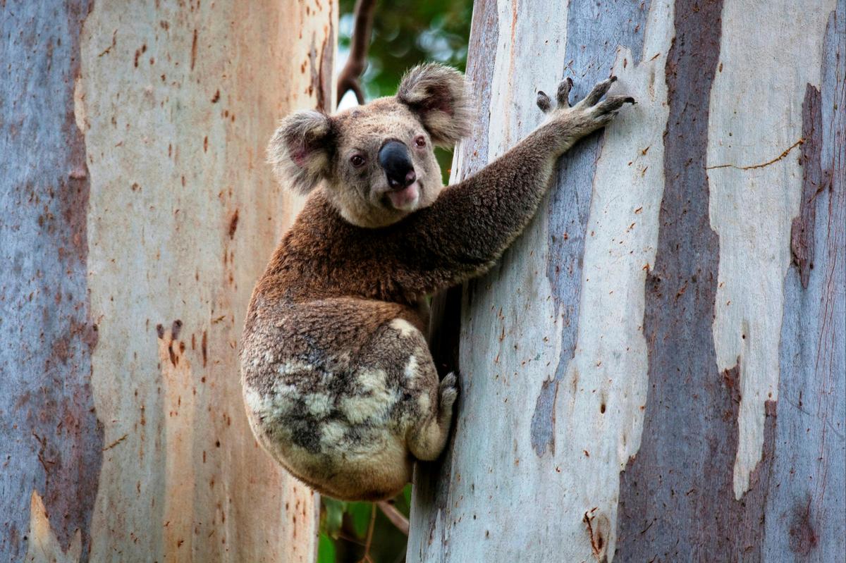 Koala on tree trunk