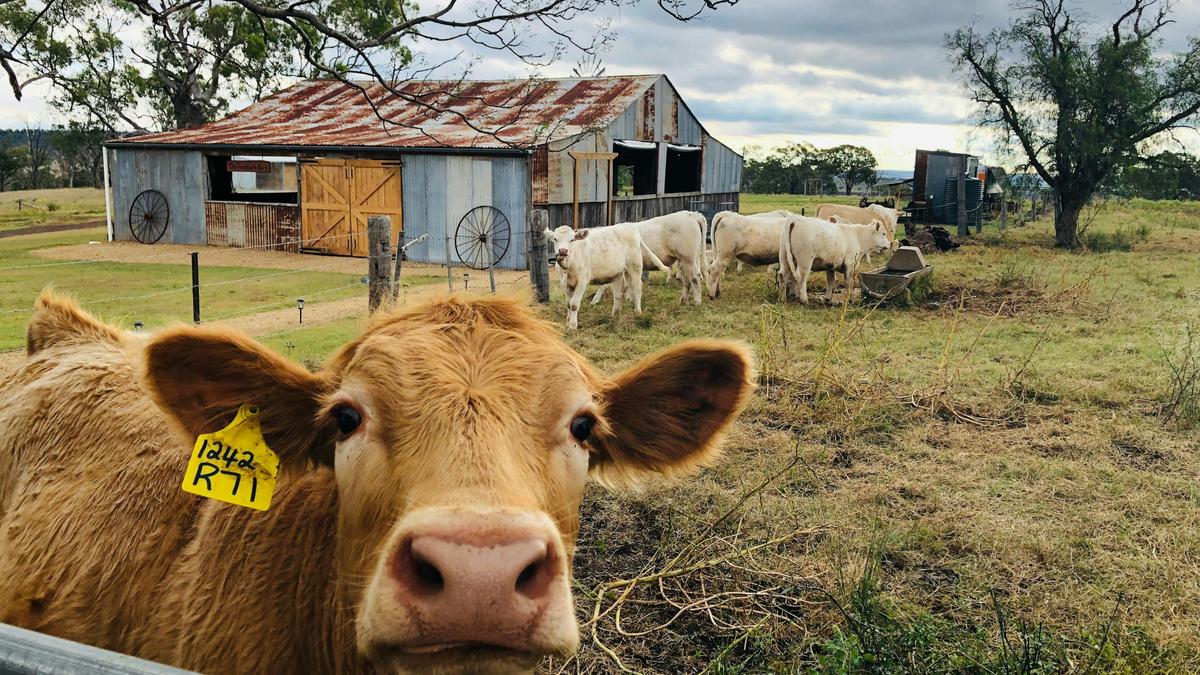 Mountview Farmstay