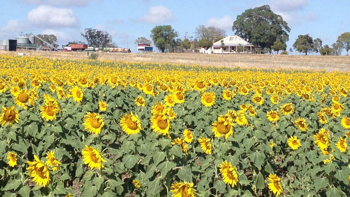 Mountview Farmstay