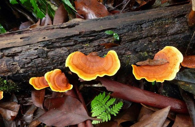 New England Wilderness Walk