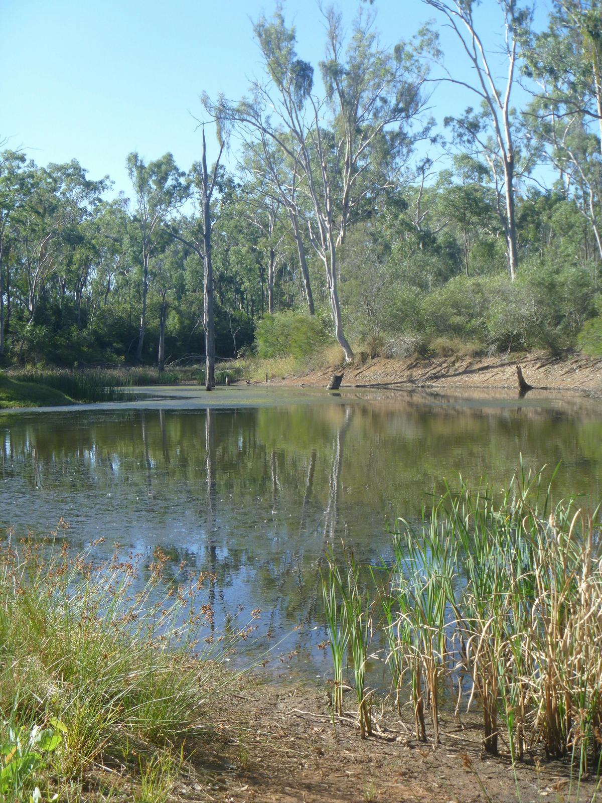 Creek at the Reserve