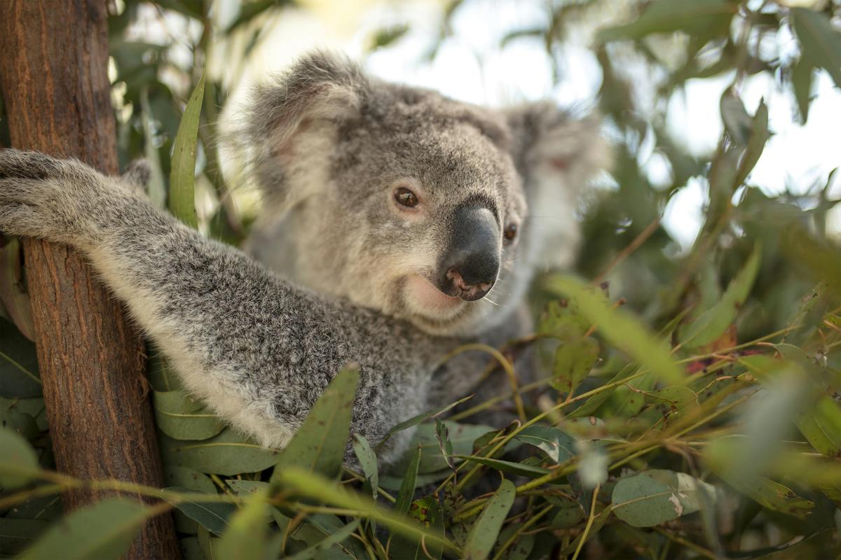 Meet a Koala at Paradise Country