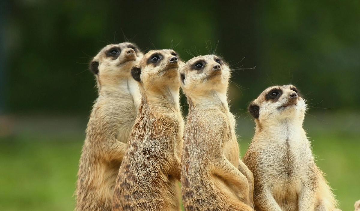 Meet the Meerkats