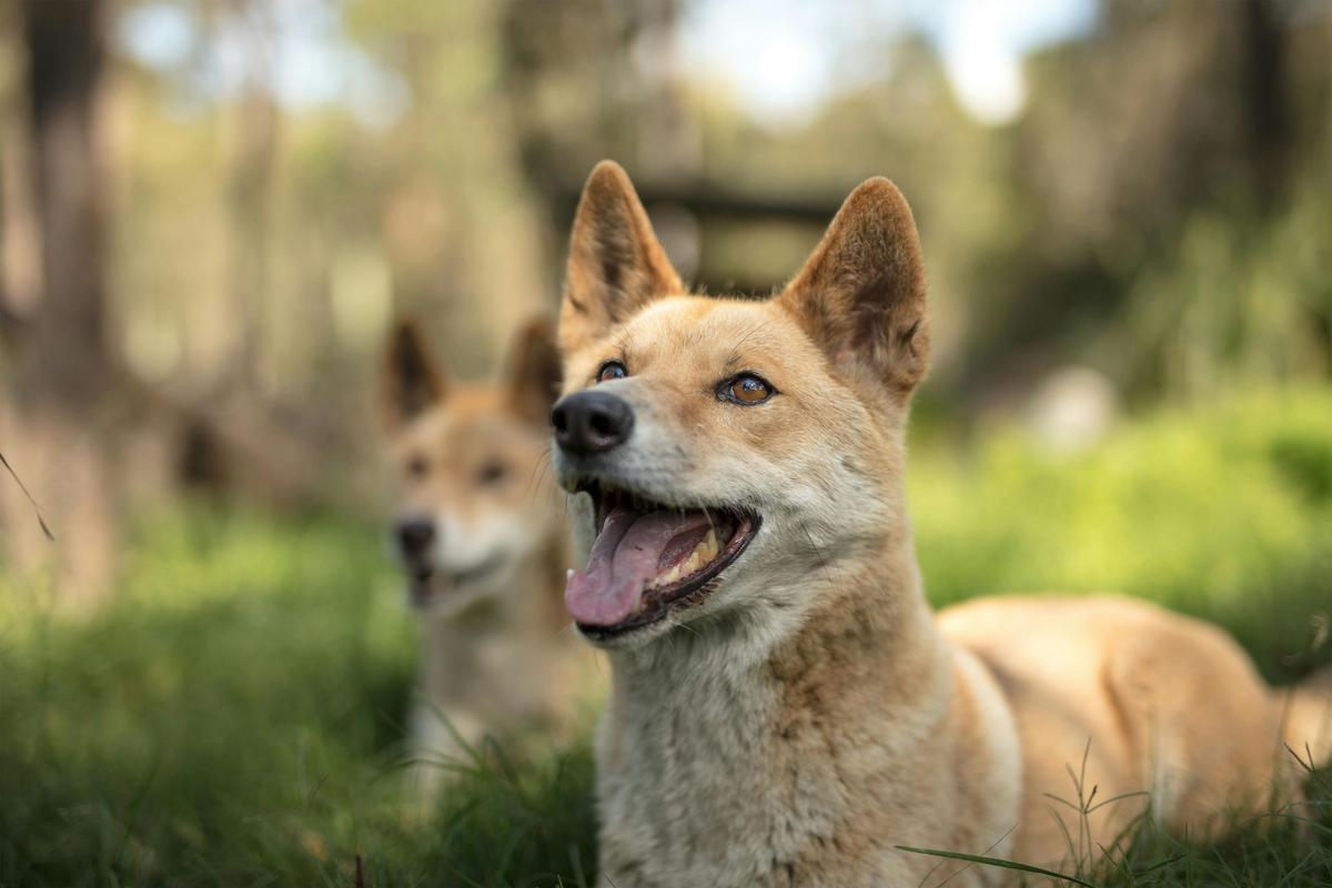 Dingo