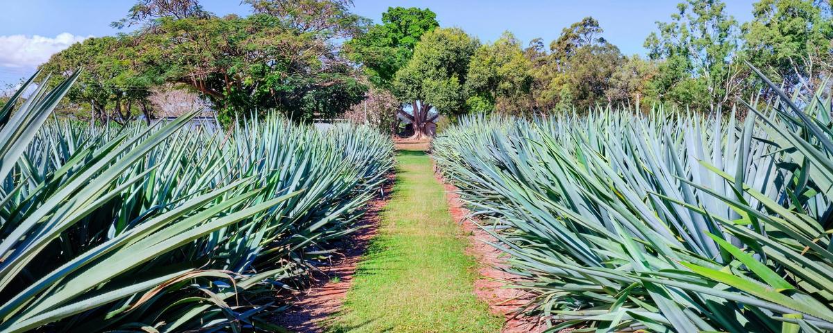 Blue Weber agave grown on site at Mt Uncle Distillery in the Atherton Tablelands