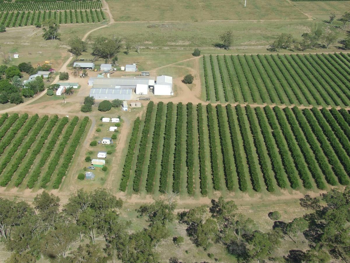 Citrus crops in Mundubbera