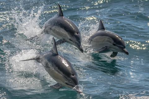 Noosa Ocean Adventures - Dolphins