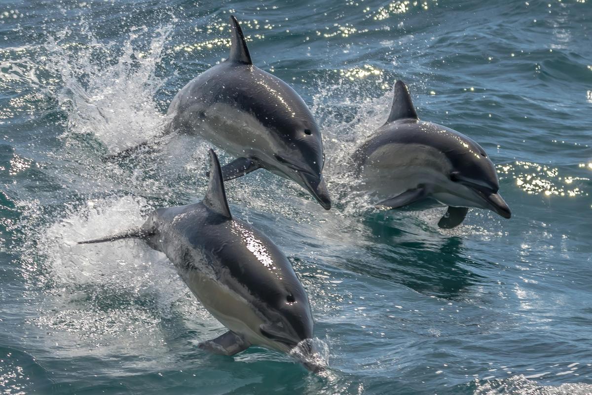 Noosa Ocean Adventures - Dolphins