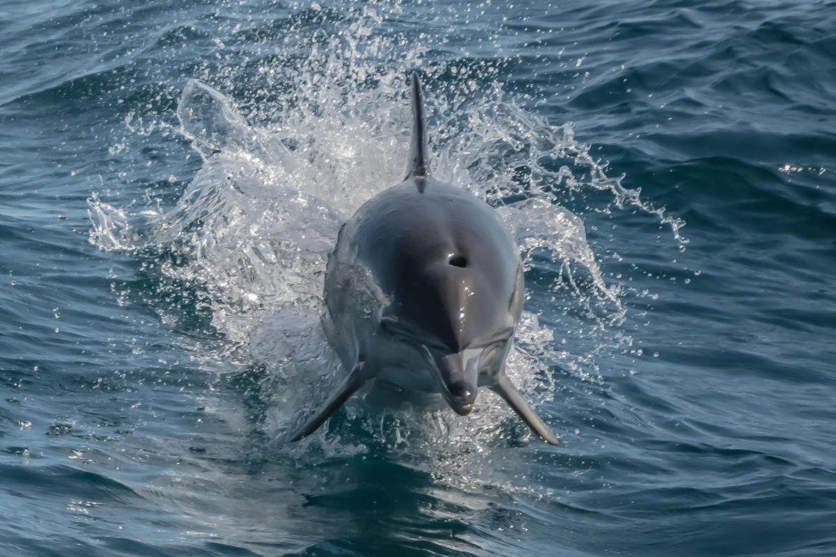 Noosa Ocean Adventures - Dolphins