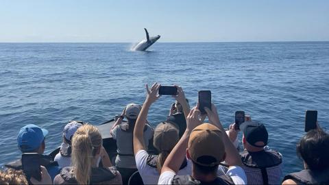 Noosa Ocean Adventures - Whales