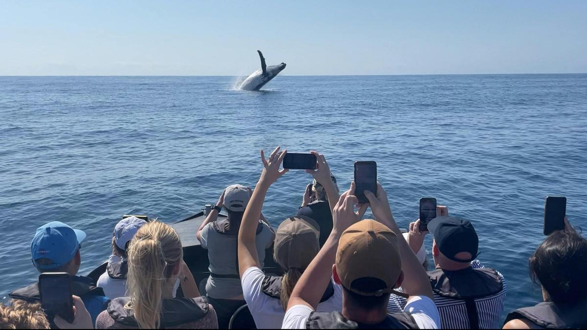 Noosa Ocean Adventures - Whales