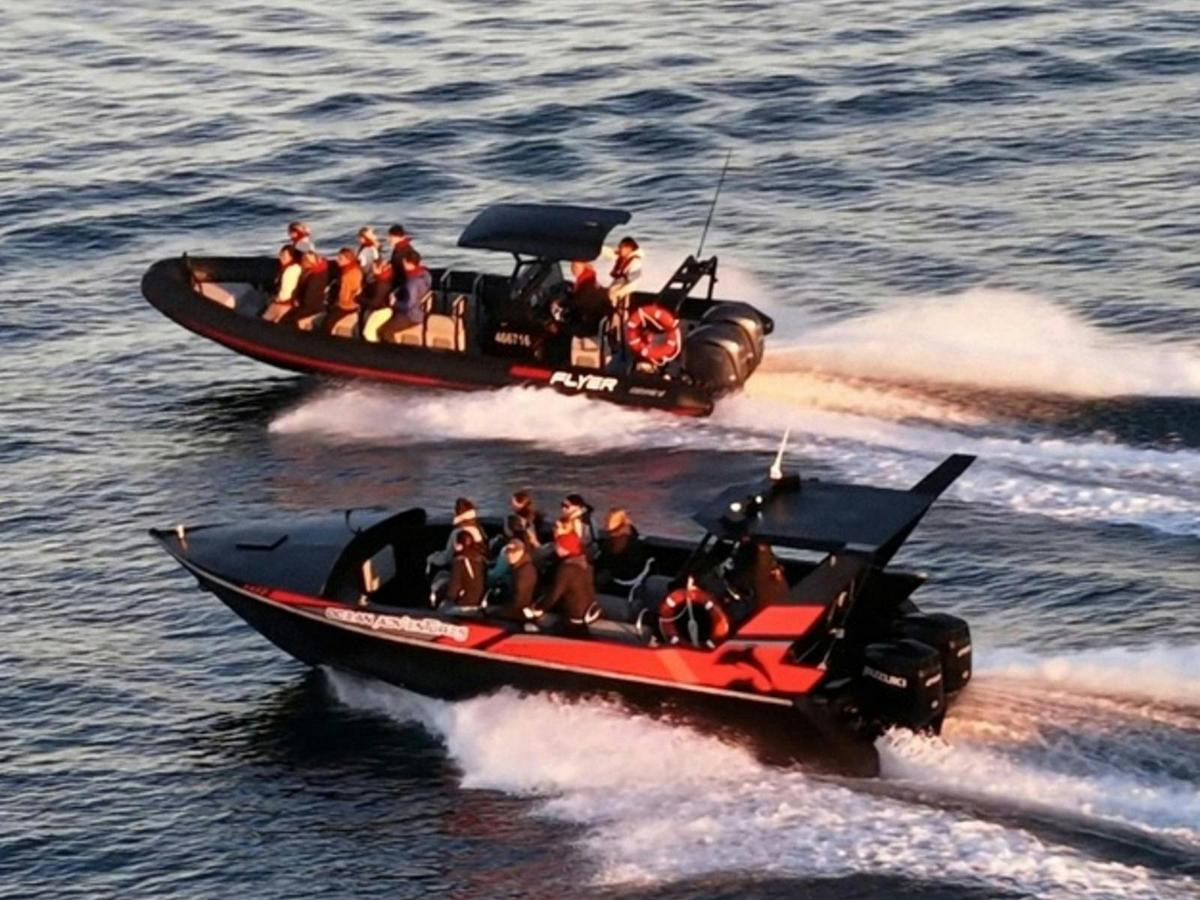 Noosa Ocean Adventures - Whales