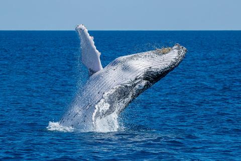 Noosa Ocean Adventures - Whales