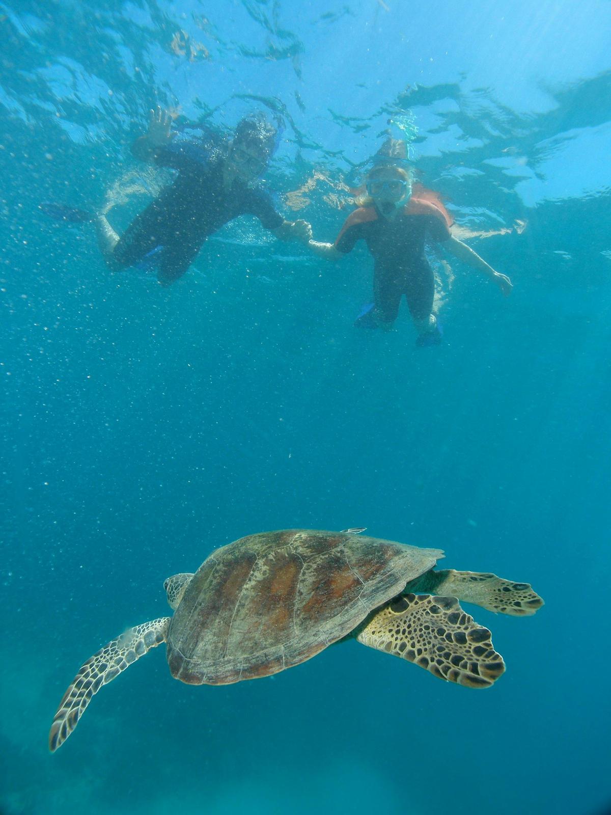Ocean Free Sail to the Great Barrier & Green Island