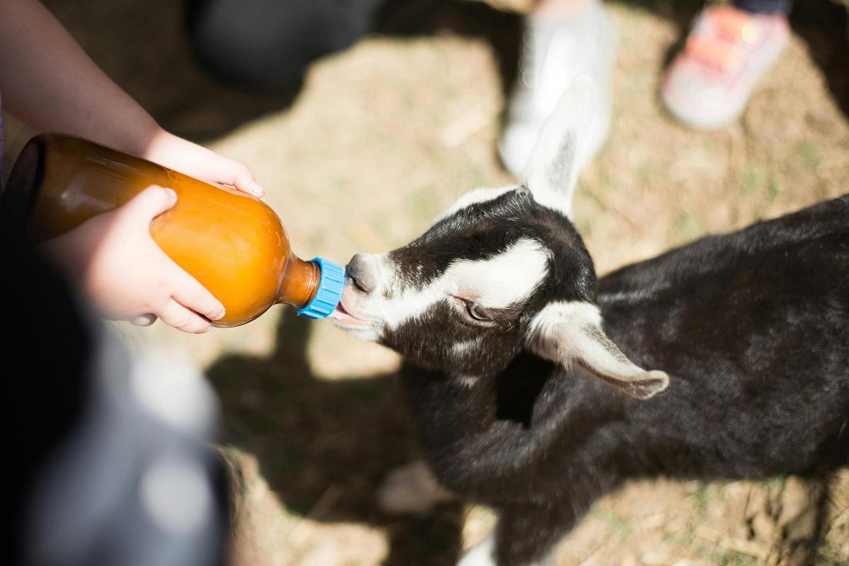 Goat Dairy Tour