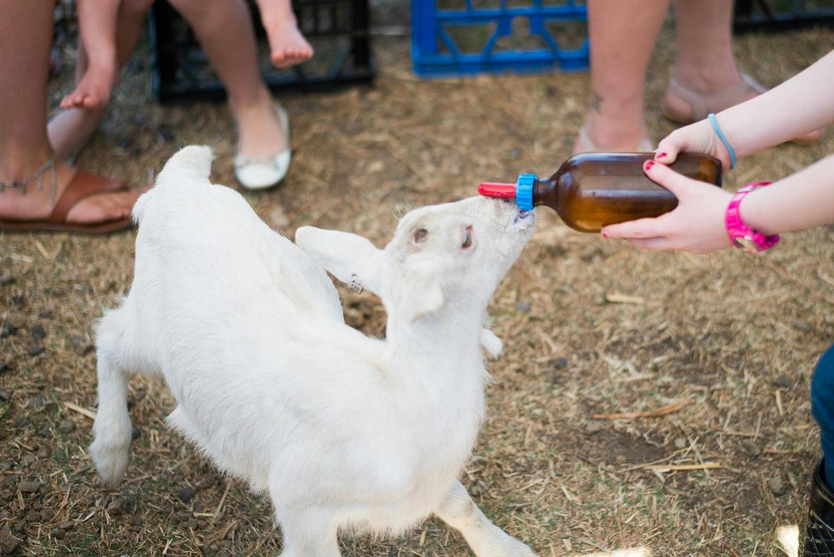 Goat Dairy Tour