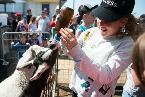 Naughty Little Kids Goat Dairy