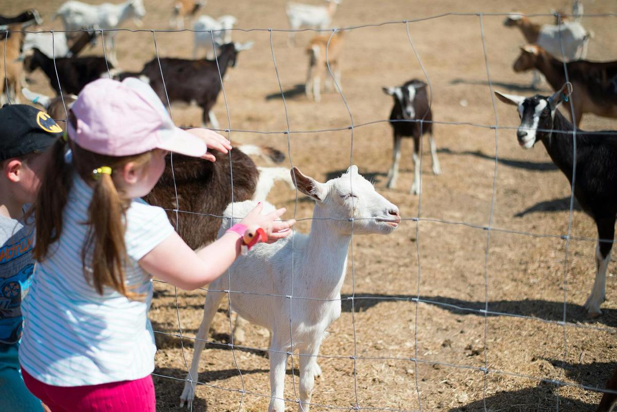 Goat Dairy Tour