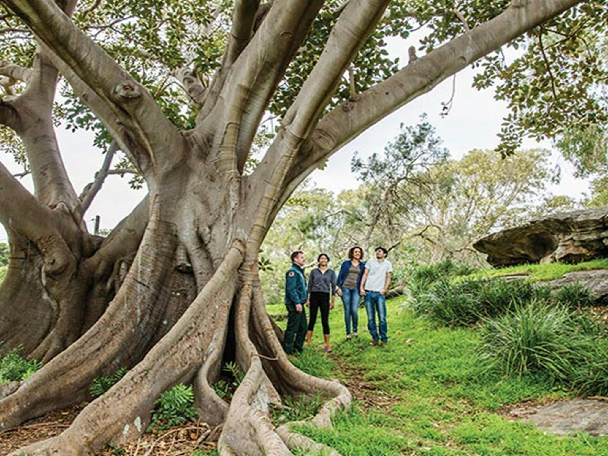 Visitors admiring a towering Moreton Bay fig tree in Nielsen Park. Photo: Simone Cottrell/DPIE