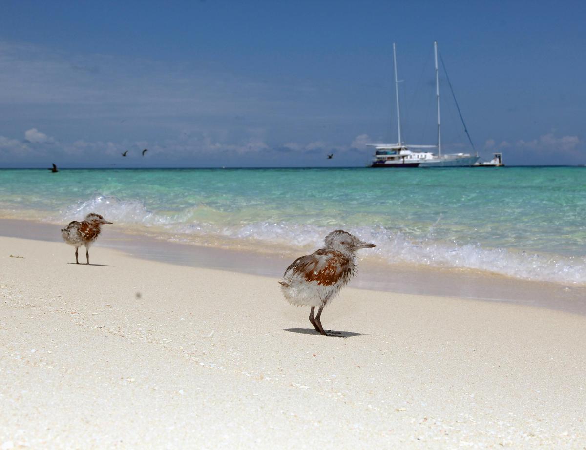 Ocean Spirit Michaelmas Cay Cruises