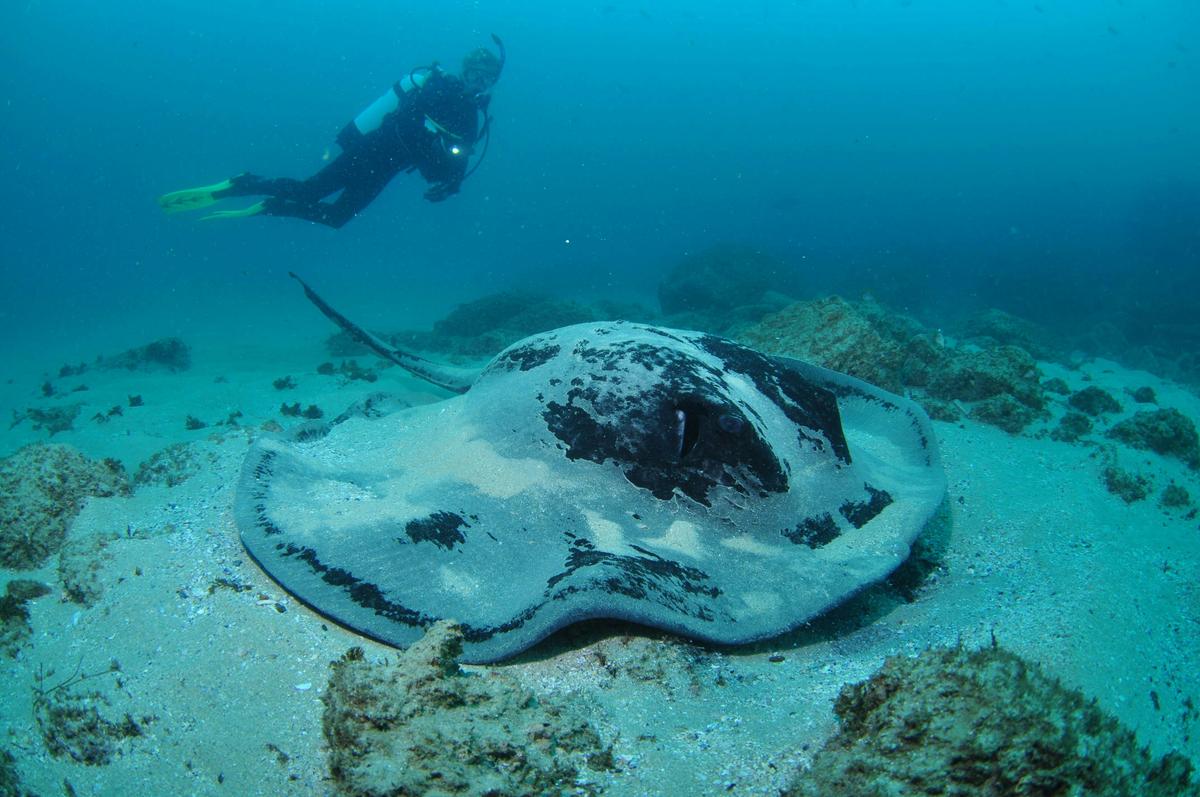 Nine Mile Reef