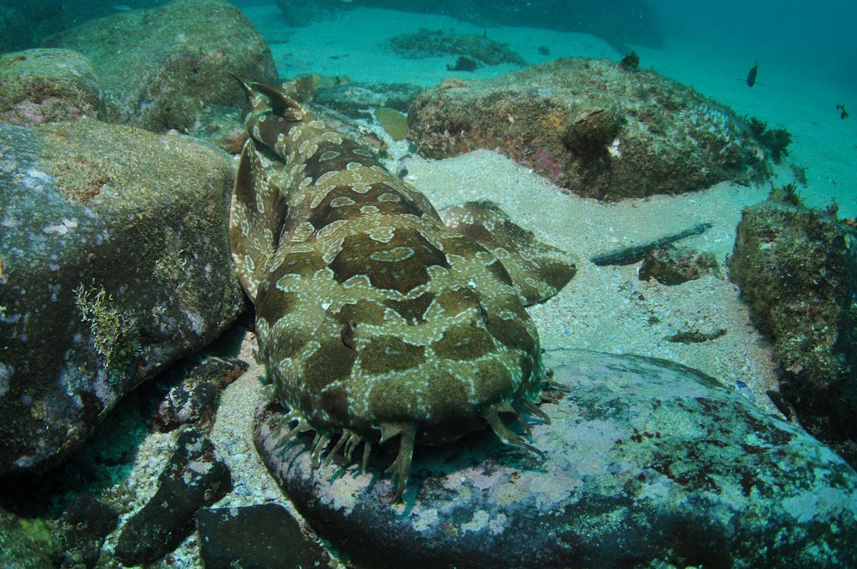 Nine Mile Reef