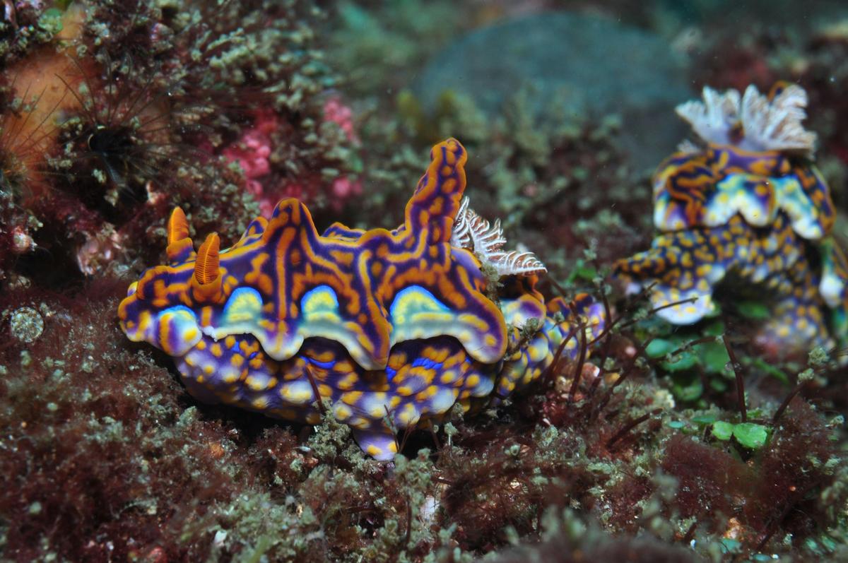 Nine Mile Reef