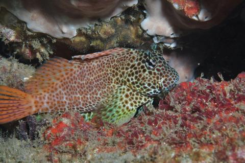 Nine Mile Reef Dive Site