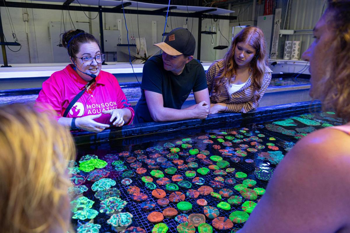 Guests enjoying Monsoon Aquatics Coral Farm Bundaberg