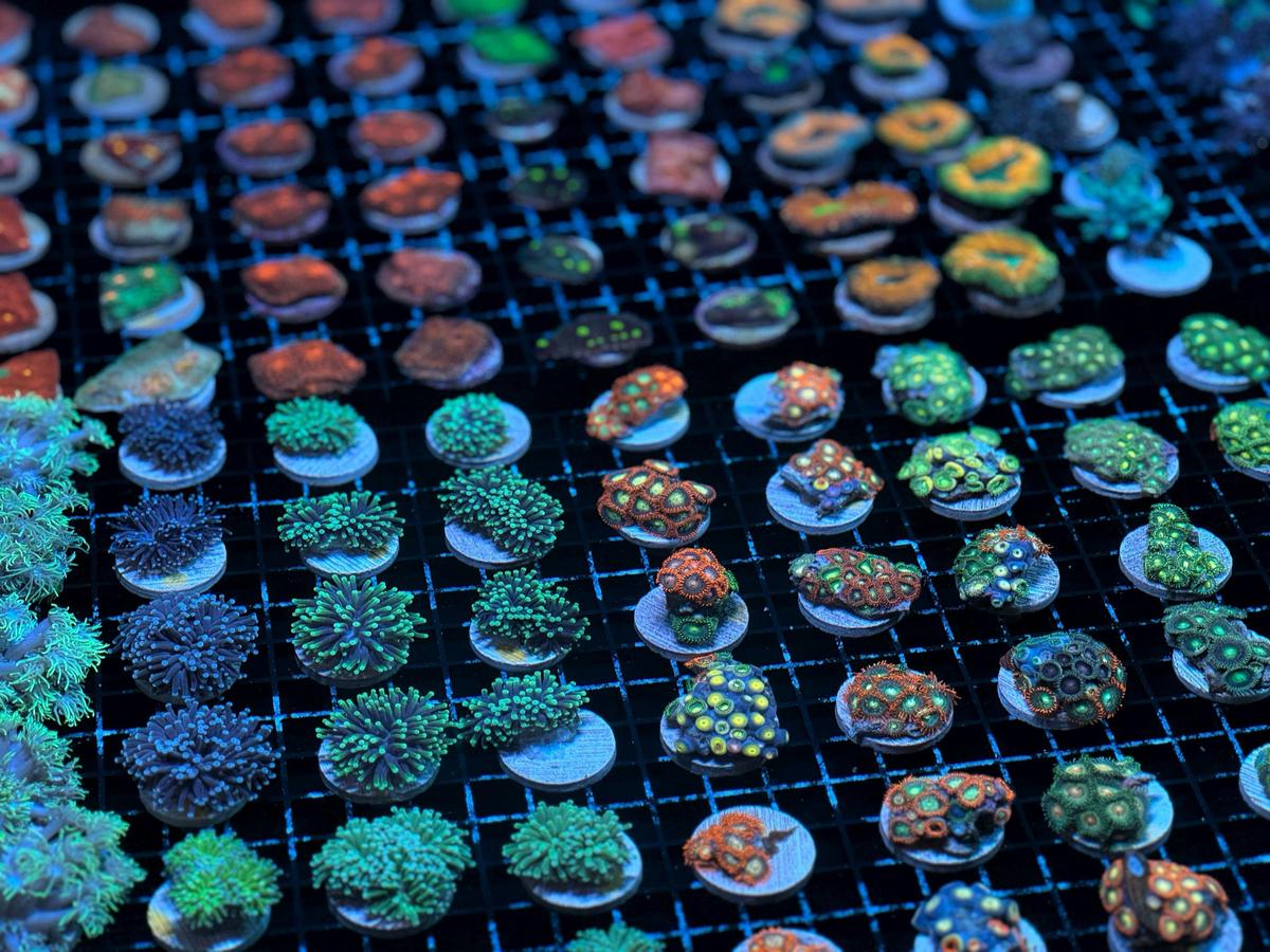 Monsoon Aquatics Coral Farm Bundaberg
