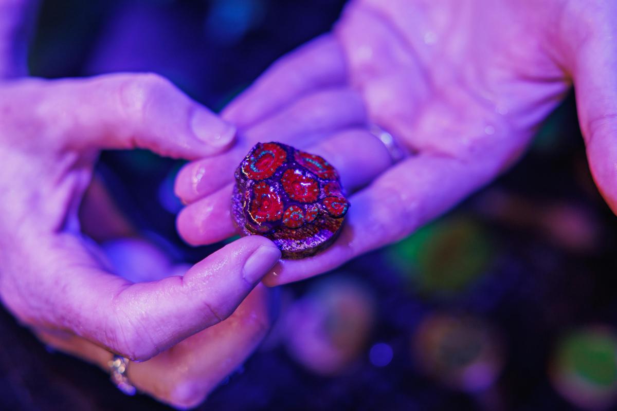 A closeup of a fragged coral