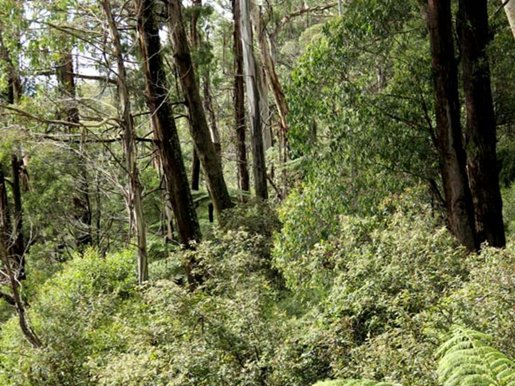 People standing on Pipers lookout, South East Forest National Park. Photo credit: John Yurasek