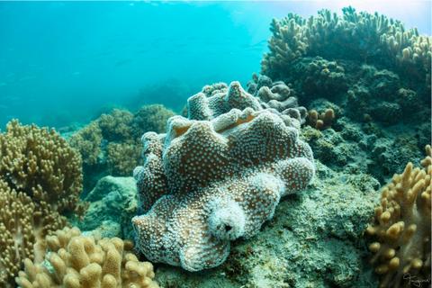 Nudibranch Park