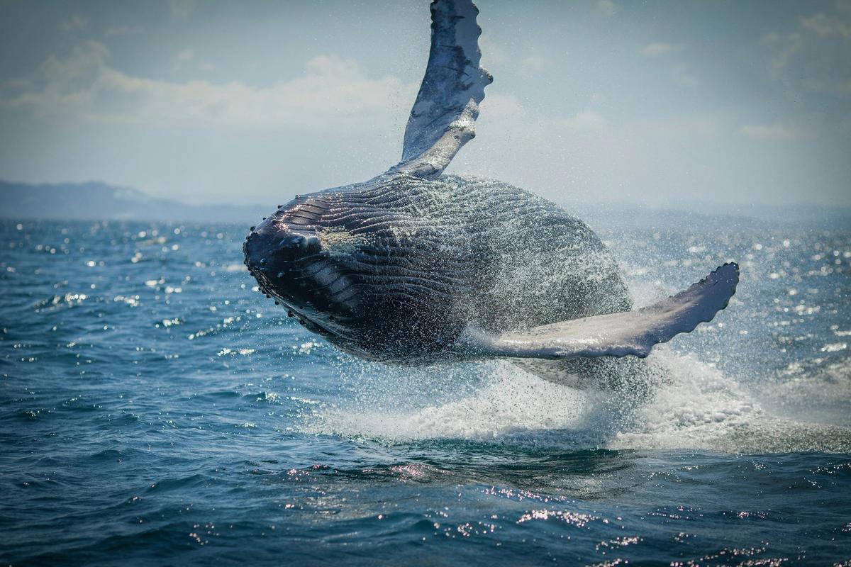 Humpback Whale Encounters