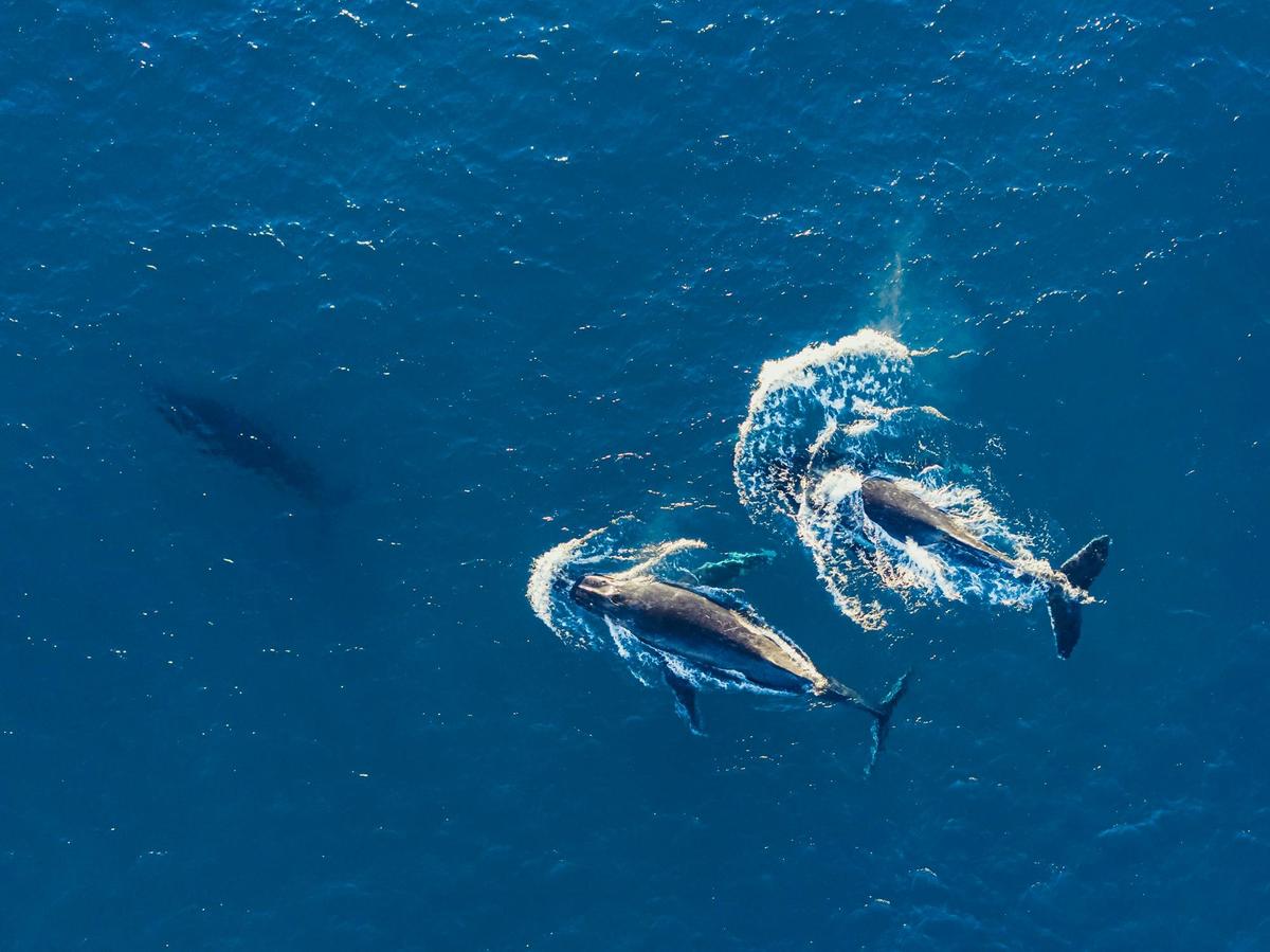 Whale Watching Season on North Stradbroke Island (Minjerribah), Redlands Coast QLD