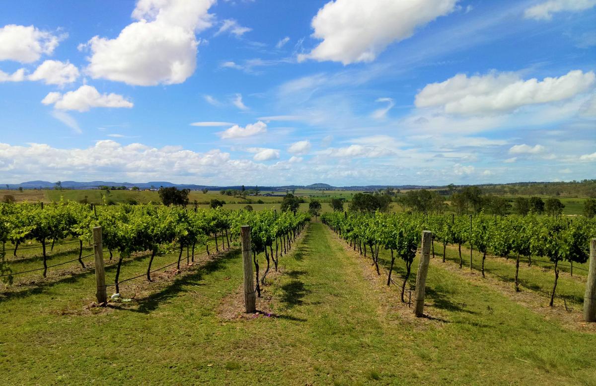 Our Vineyard View