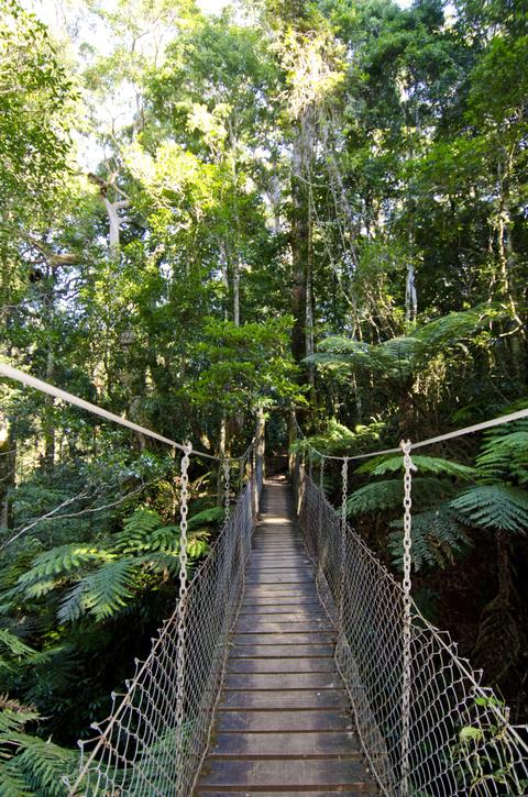 O'Reilly's Tree Top Walk